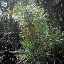 Pinus arizonica Arizona Pine seed for sale 