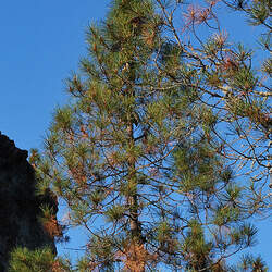 Pinus attenuata  X radiata Knobcone X Monterey Pine seed for sale 