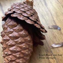 Pinus attenuata Knobcone Pine seed for sale 