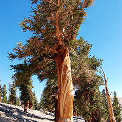 Pinus balfouriana Foxtail Pine seed for sale 