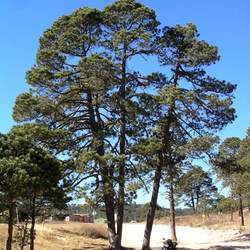 Pinus durangensis Durango Pine seed for sale 