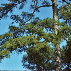 Pinus echinata     Improved Improved Shortleaf Pine seed for sale 