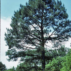 Pinus echinata     Advanced Advanced Shortleaf Pine seed for sale 