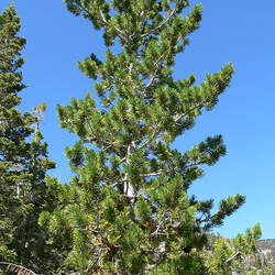 Pinus flexilis Limber Pine, Rocky Mountain White Pine seed for sale 