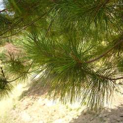 Pinus greggii Gregg's Pine seed for sale 