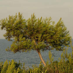 Pinus halepensis Aleppo Pine, Jerusalem Pine seed for sale 