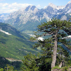 Pinus heldreichii Bosnian Pine, Heldrich Pine seed for sale 