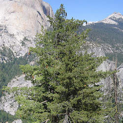 Pinus lambertiana Sugar Pine seed for sale 