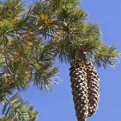 Pinus lambertiana Sugar Pine seed for sale 