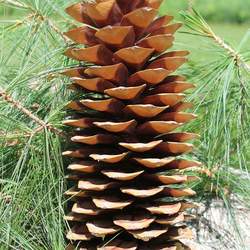 Pinus lambertiana Sugar Pine seed for sale 