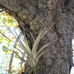 Pinus lawsonii Lawson's Pine seed for sale 