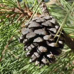 Pinus lawsonii Lawson's Pine seed for sale 