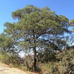 Pinus lawsonii Lawson's Pine seed for sale 