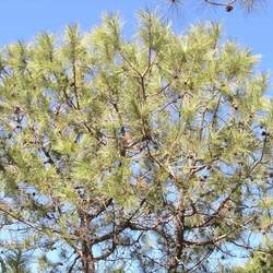 Pinus lawsonii Lawson's Pine seed for sale 