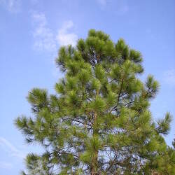 Pinus massoniana Chinese Red Pine, Masson's Pine seed for sale 