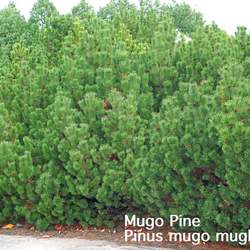 Pinus mugo  mughus Mugo Pine, Swiss Mountain Pine seed for sale 