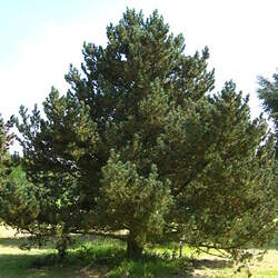 Pinus mugo  rostrata Mugo Pine Tree, Mountain Pine seed for sale 