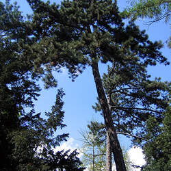 Pinus nigra    Slovenia Austrian Pine, European Black Pine seed for sale 