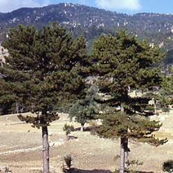 Pinus nigra    Turkey Turkish Black Pine seed for sale 