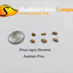 Pinus nigra    Slovenia Austrian Pine, European Black Pine seed for sale 