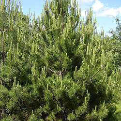 Pinus nigra  pyramidalis Pyramidal Austrian Pine, Ghost Pine seed for sale 