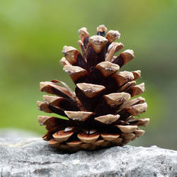 Pinus nigra     cones Austrian Pine Cones, Austrian Pine Cones seed for sale 