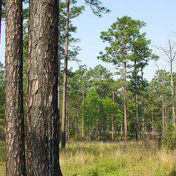 Pinus palustris Longleaf Pine, Longleaf Yellow Pine, Southern Yellow Pine seed for sale 