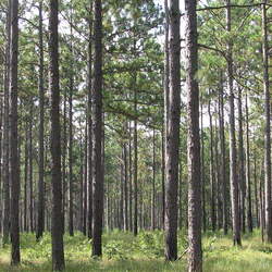 Pinus palustris Longleaf Pine, Longleaf Yellow Pine, Southern Yellow Pine seed for sale 