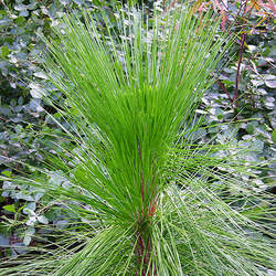 Pinus palustris    Montane Longleaf Pine, Longleaf Yellow Pine, Southern Yellow Pine, Montane Longleaf Pine seed for sale 