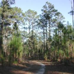 Pinus palustris Longleaf Pine, Longleaf Yellow Pine, Southern Yellow Pine seed for sale 