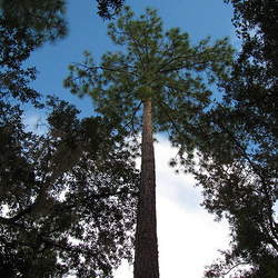 Pinus palustris Longleaf Pine, Longleaf Yellow Pine, Southern Yellow Pine seed for sale 