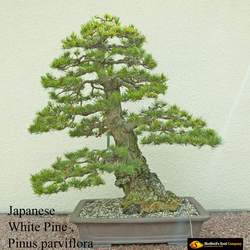 Pinus parviflora Five-needle Pine, Japanese White Pine, Japanese Five Needle Pine seed for sale 