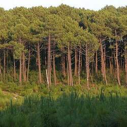 Pinus pinaster  aberdoniae Maritime Pine, Cluster Pine seed for sale 