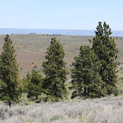 Pinus ponderosa scopulorum Ponderosa Pine, Western Yellow Pine, Rocky Mountain Ponderosa Pine seed for sale 