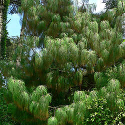 Pinus pseudostrobus Smooth-bark Mexican Pine seed for sale 