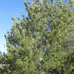 Pinus radiata  binata Guadalupe Island Pine seed for sale 