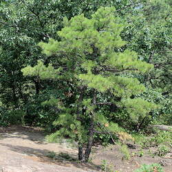 Pinus rigida Pitch Pine, Picky Pine seed for sale 