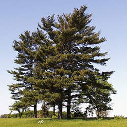 Pinus strobus    Tennessee Eastern White Pine, White Pine, Weymouth Pine, Northern White Pine, Soft Pine seed for sale 