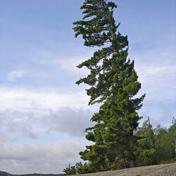 Pinus strobus    Michigan Eastern White Pine, White Pine, Weymouth Pine, Northern White Pine, Soft Pine seed for sale 