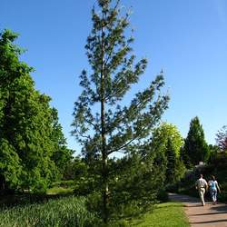 Pinus strobus    Wisconsin Eastern White Pine, White Pine, Weymouth Pine, Northern White Pine, Soft Pine seed for sale 