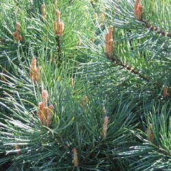 Pinus sylvestris    Belgium, Campine Scots Pine, Scotch Pine seed for sale 