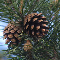 Pinus sylvestris    Spain, Gredos Scots Pine, Scotch Pine seed for sale 