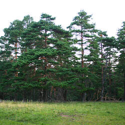 Pinus sylvestris    Ukraine Scots Pine, Scotch Pine seed for sale 