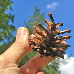 Pinus sylvestris     Cones Scots Pine Cones seed for sale 