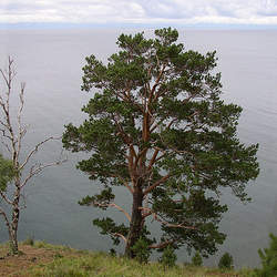 Pinus sylvestris    Latvia, Riga Scots Pine, Scotch Pine seed for sale 