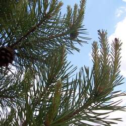 Pinus sylvestris    France, Casadeen Scots Pine, Scotch Pine seed for sale 