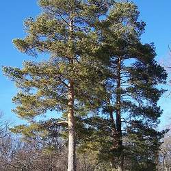 Pinus sylvestris    Germany 851 19 Scots Pine, Scotch Pine seed for sale 