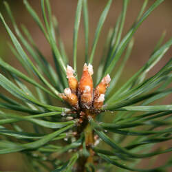 Pinus sylvestris    England, East Anglia Scots Pine, Scotch Pine seed for sale 