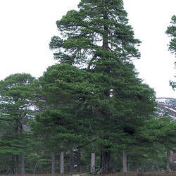 Pinus sylvestris    Scotland, Glen Tanar Scots Pine, Scotch Pine seed for sale 