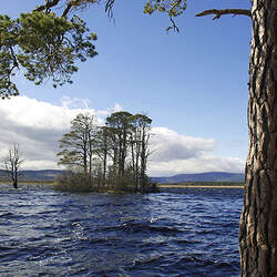 Pinus sylvestris    Scotland, Altyre Scots Pine, Scotch Pine seed for sale 